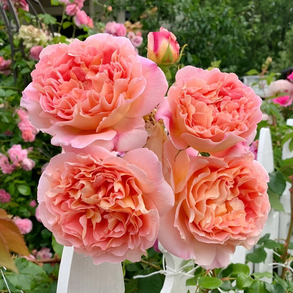 Abraham Darby Rose Plant | 亚伯拉罕·达比 image 4