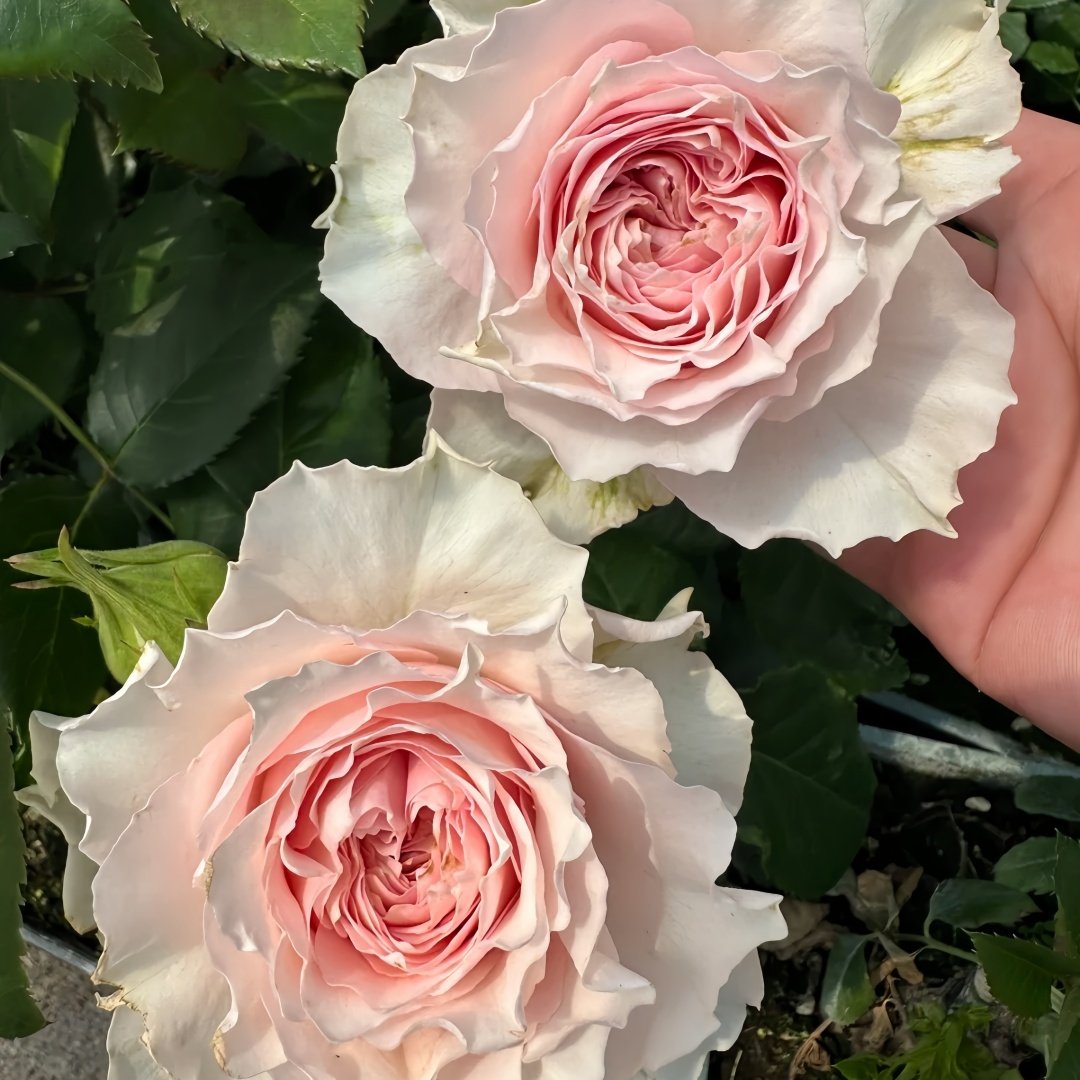 Country Peonia Rose Plant|乡村牡丹 image 9