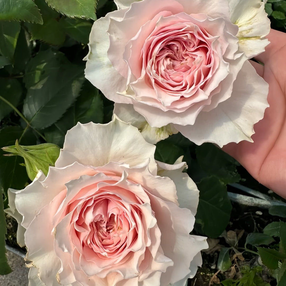 Country Peonia Rose Plant|乡村牡丹 image 9