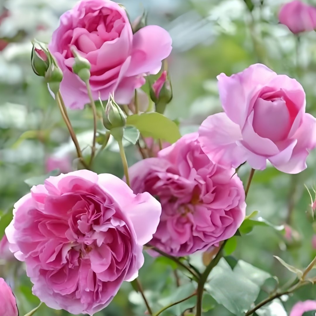 Raphael Rose Plant｜拉斐尔 image 6