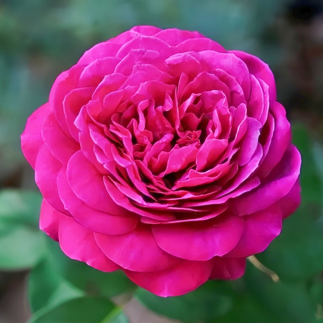Heidi Klum Rose Plant｜海蒂克鲁姆 image 2