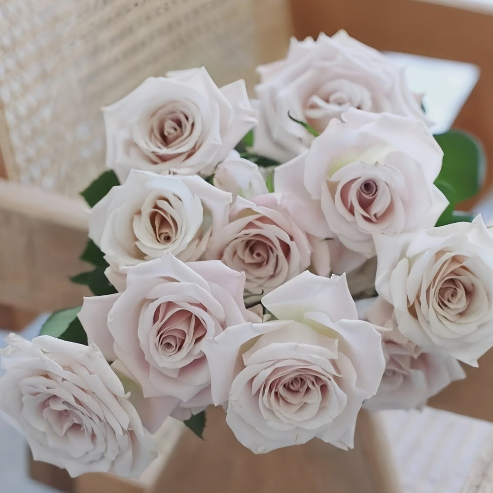 Menta Rose Plant | 曼塔 image 8