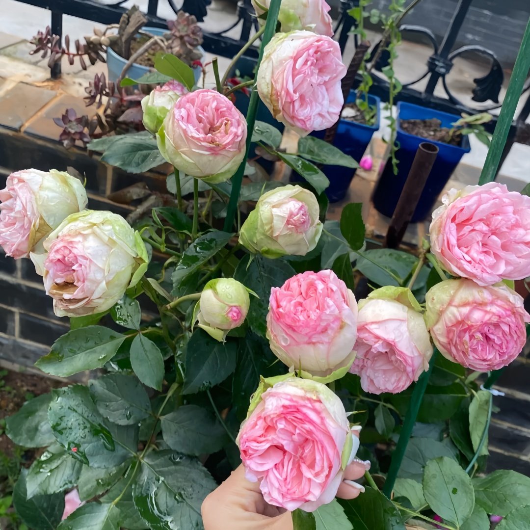 Charming Piano Rose Plant | 妩媚钢琴 image 9