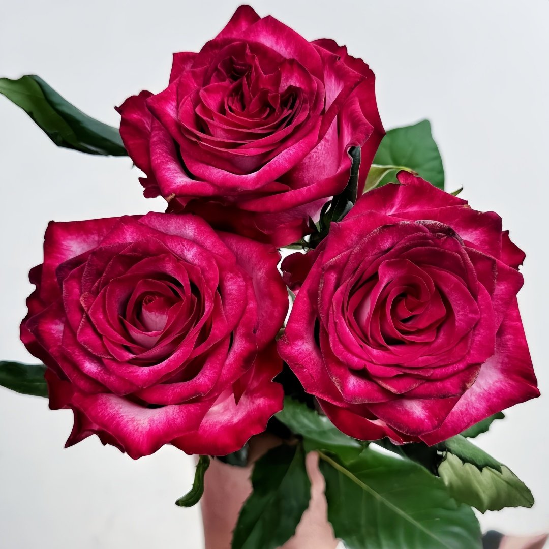 Ripasso Rose Plant｜里帕索 image 9