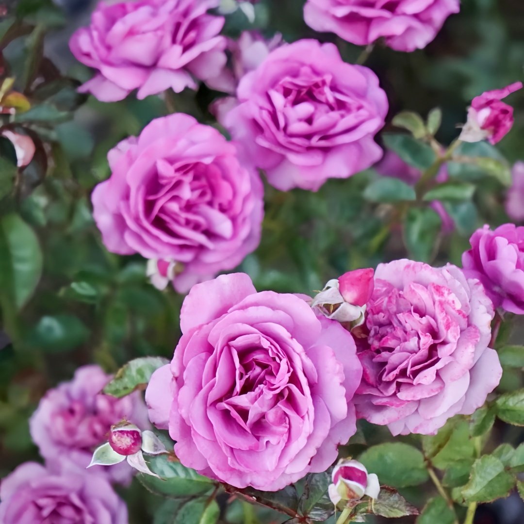 Angel Face Rose Plant|天使面容 image 7