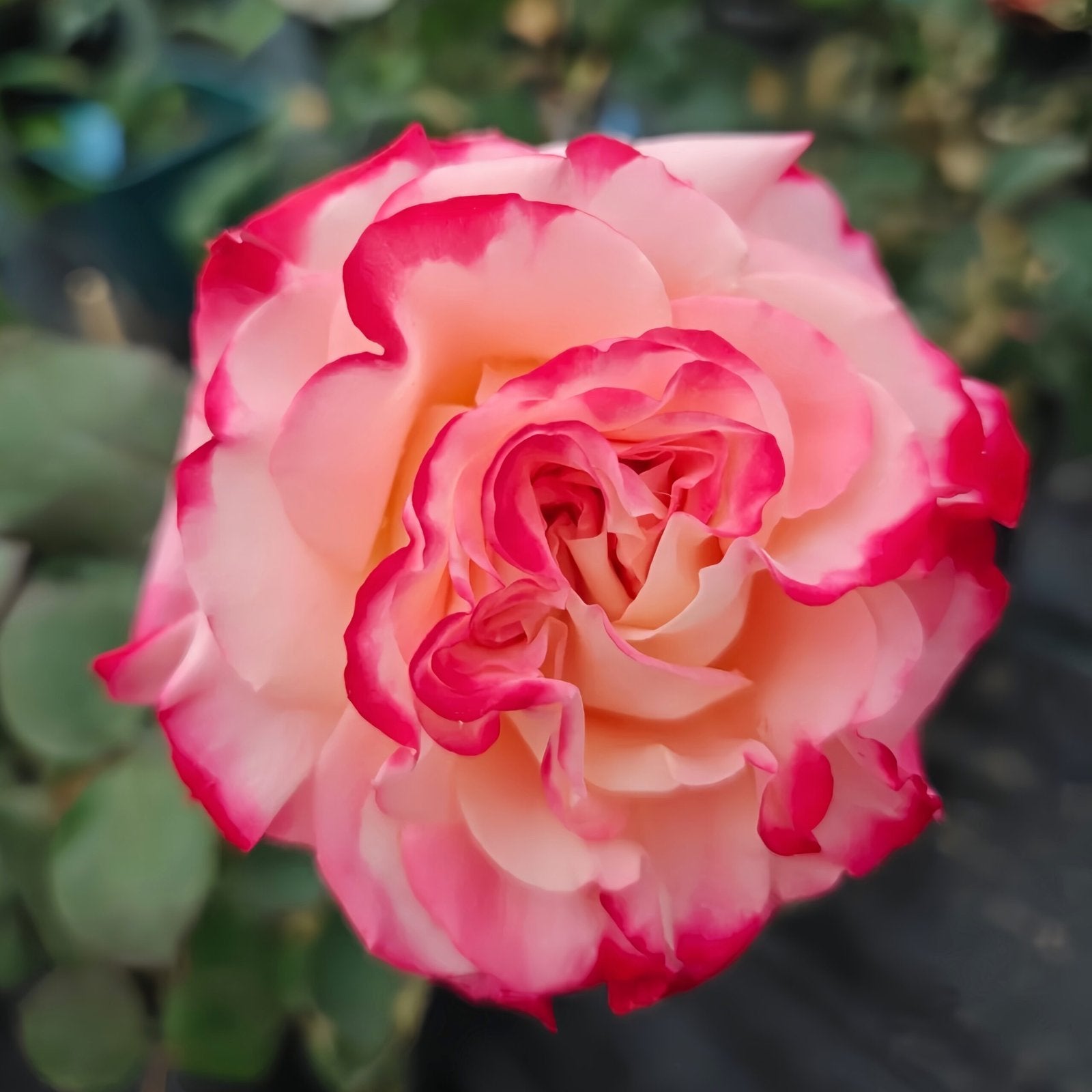 Memphis Rose Plant|梦菲斯 image 5