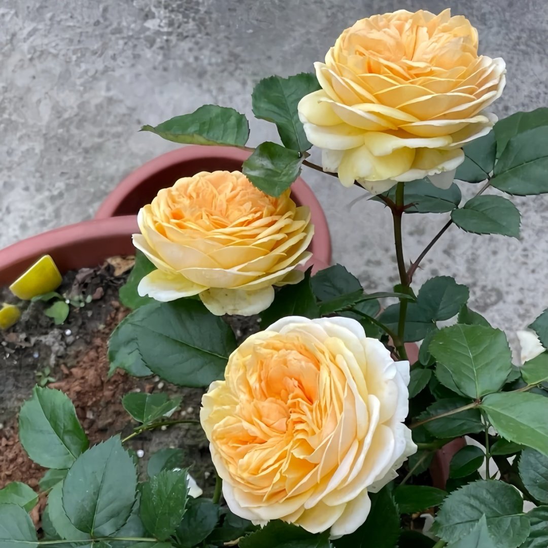 Chippendale Gold Rose Plant|金色音乐厅 image 3