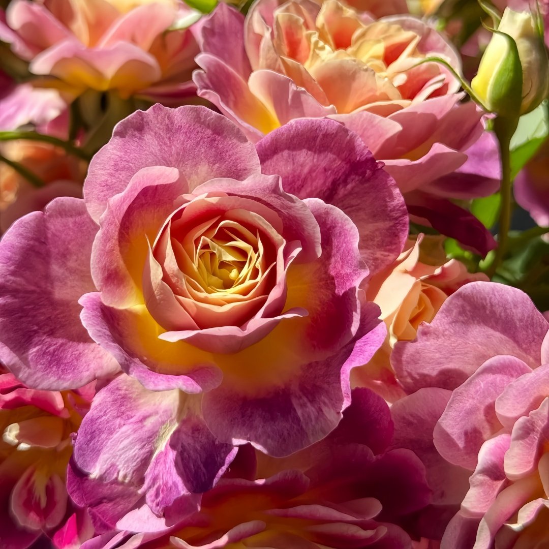 Diablesse de Mers Rose Plant|恶魔的海洋 image 4