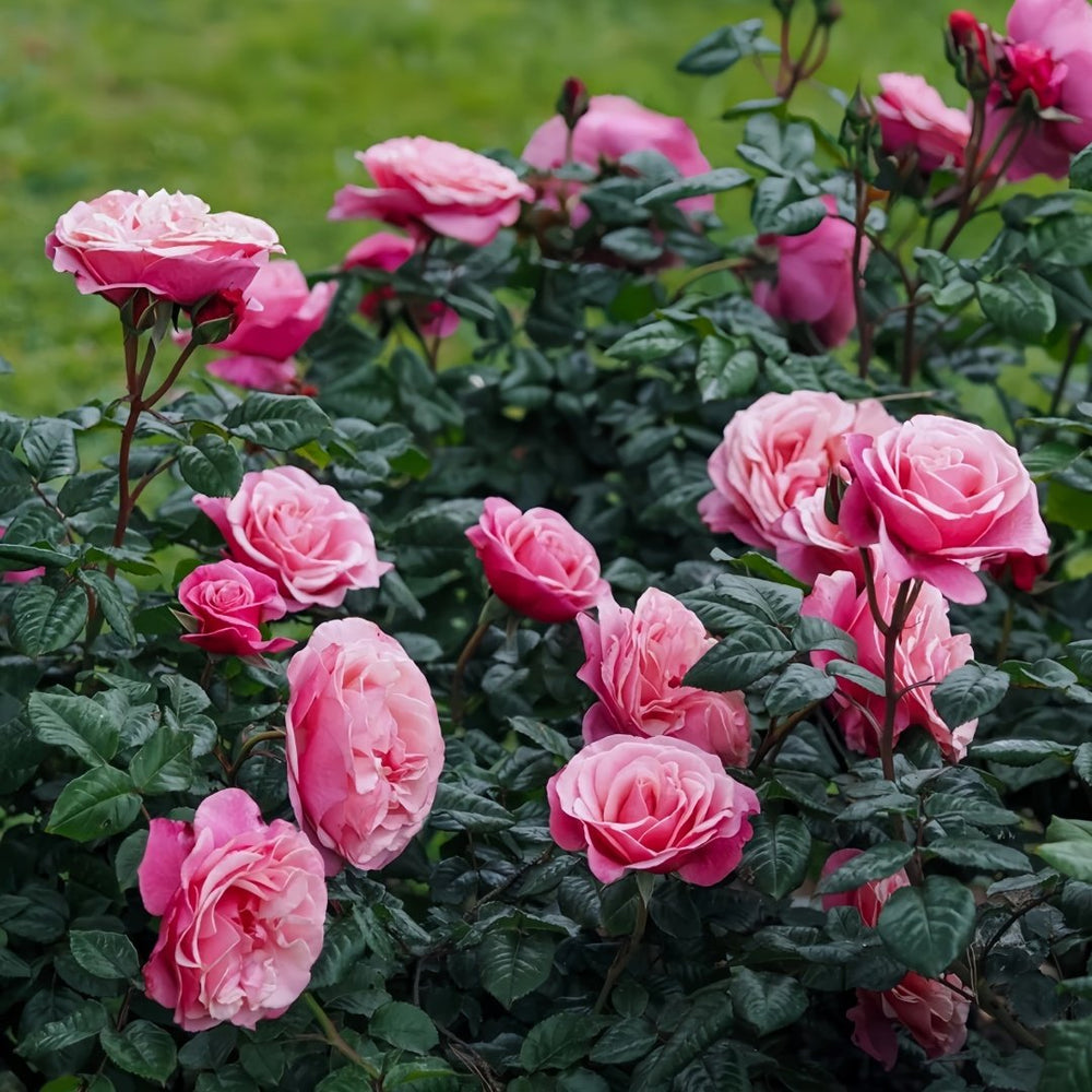Wildberry Rose Plant|野莓子 image 9