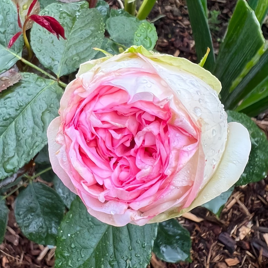 Charming Piano Rose Plant | 妩媚钢琴 image 4