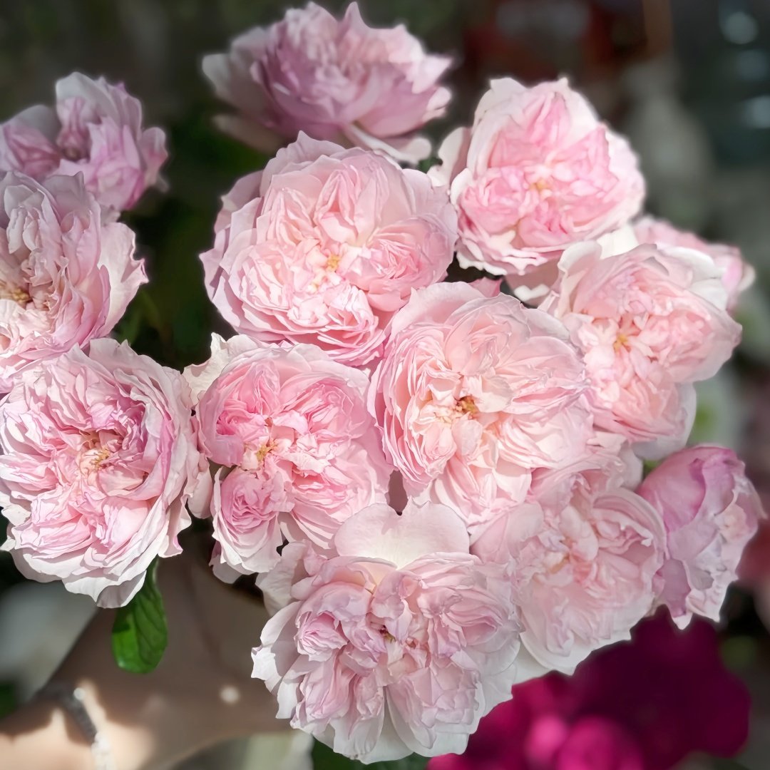 Cecil de Volages Rose Plant | 蝶之舞玫瑰 image 8
