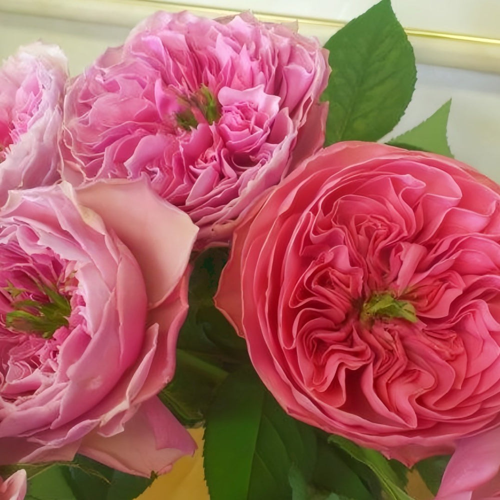 Jardin Parfumen Amoureuse Rose Plant｜禁忌感官 image 8