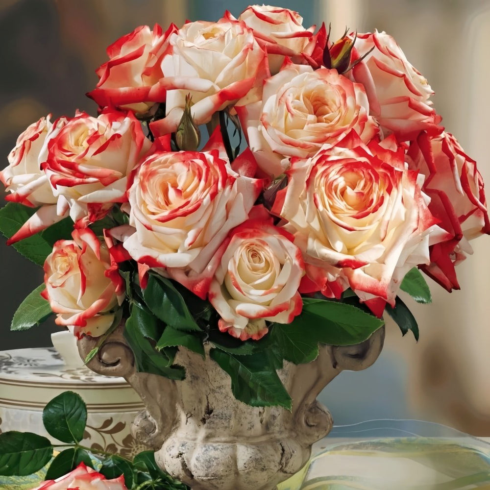 Imperatrice Farah Rose Plant | 法拉皇后 image 9
