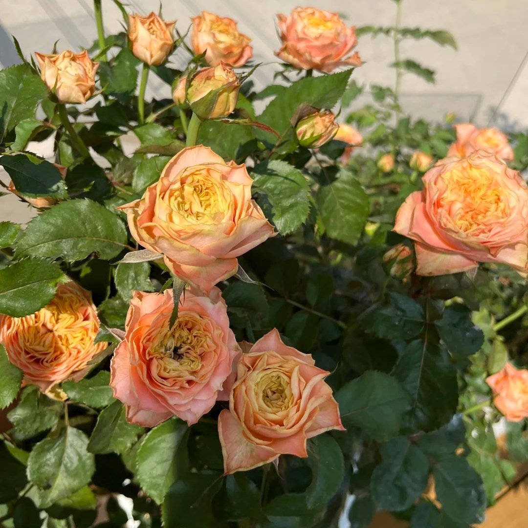Peach Funky Rose Plant | 方可桃 image 6
