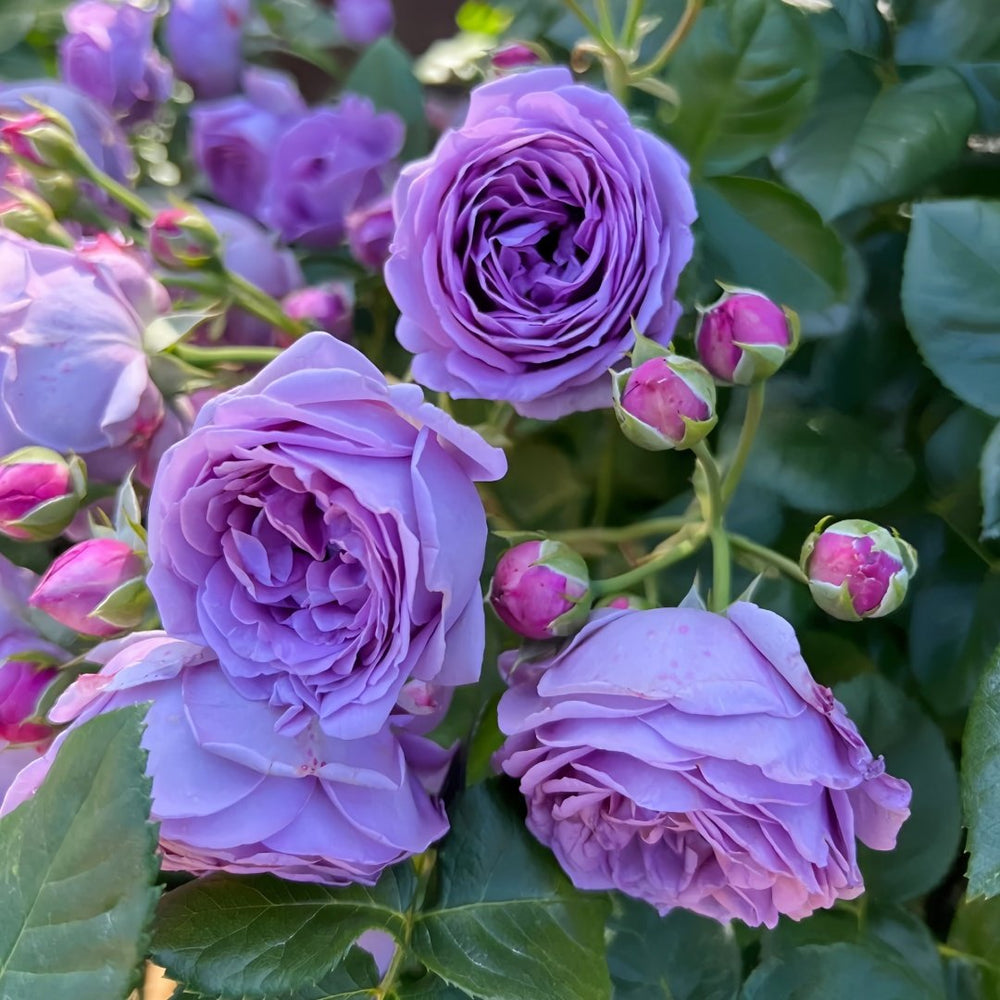 Kinda Blue Rose Plant｜微蓝 image 5
