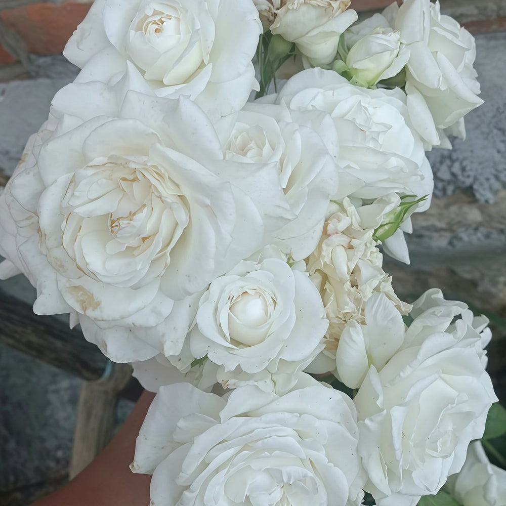 Annapurna Rose Plant|冰峰 image 9