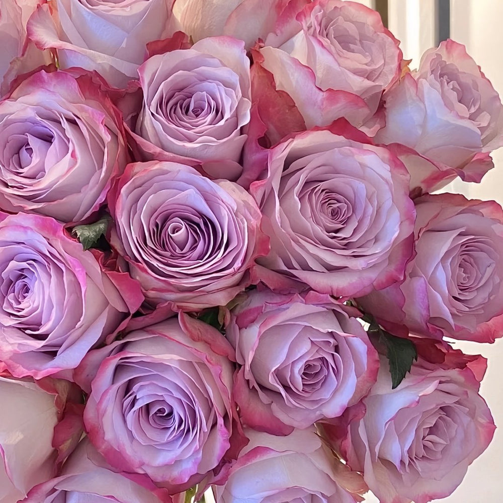 Glamorous Rose Plant ｜气场玫瑰 image 9