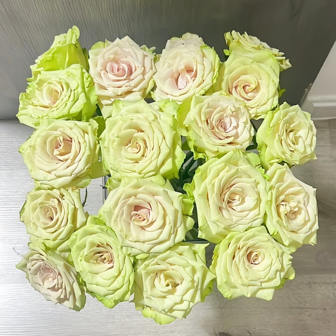 Pompeii Rose Plant｜庞贝 image 8