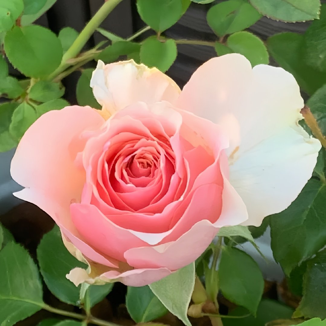 Parle moi Rose Plant｜侧耳倾听 image 7