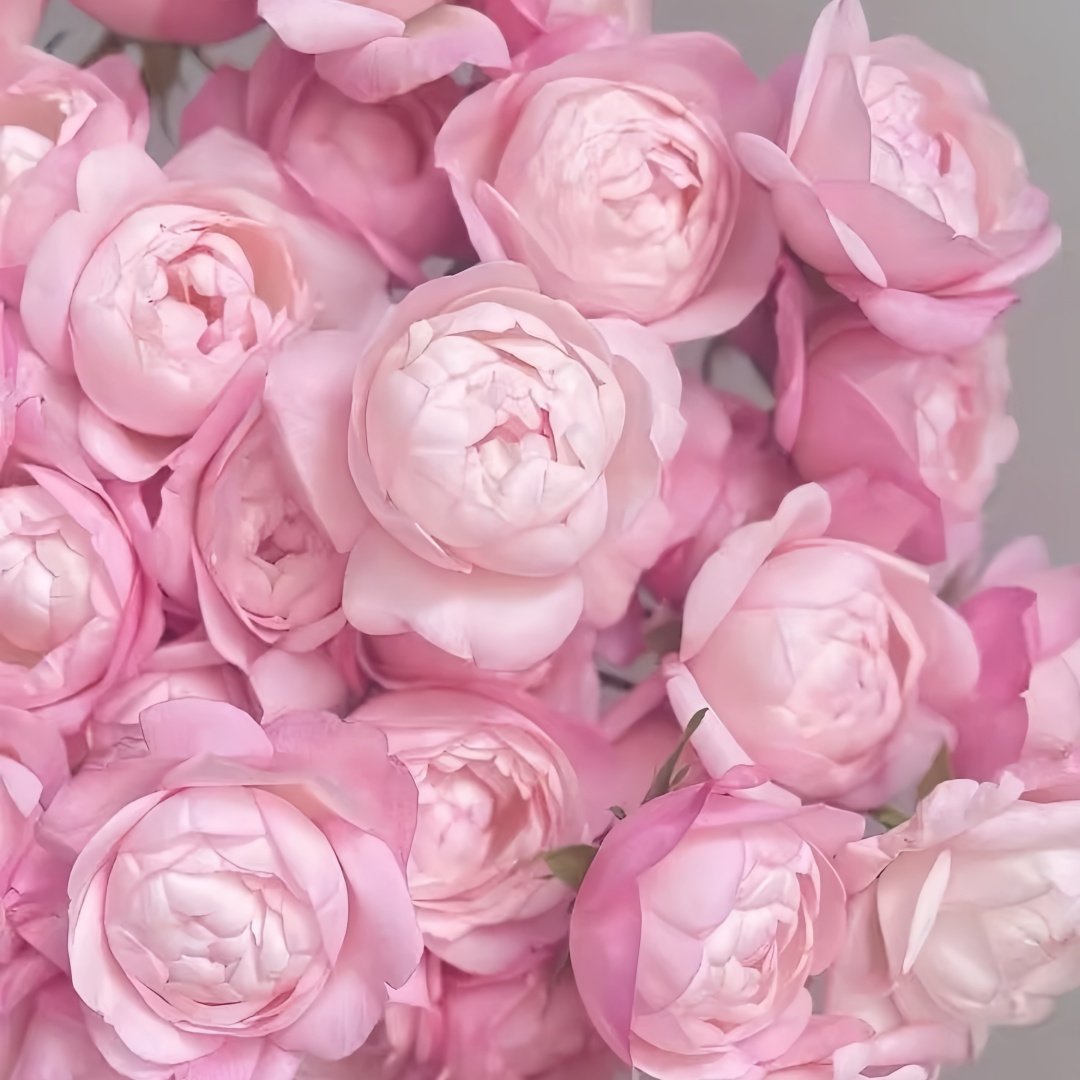 Strawberry Macaron Rose Plant｜草莓杏仁饼 image 9