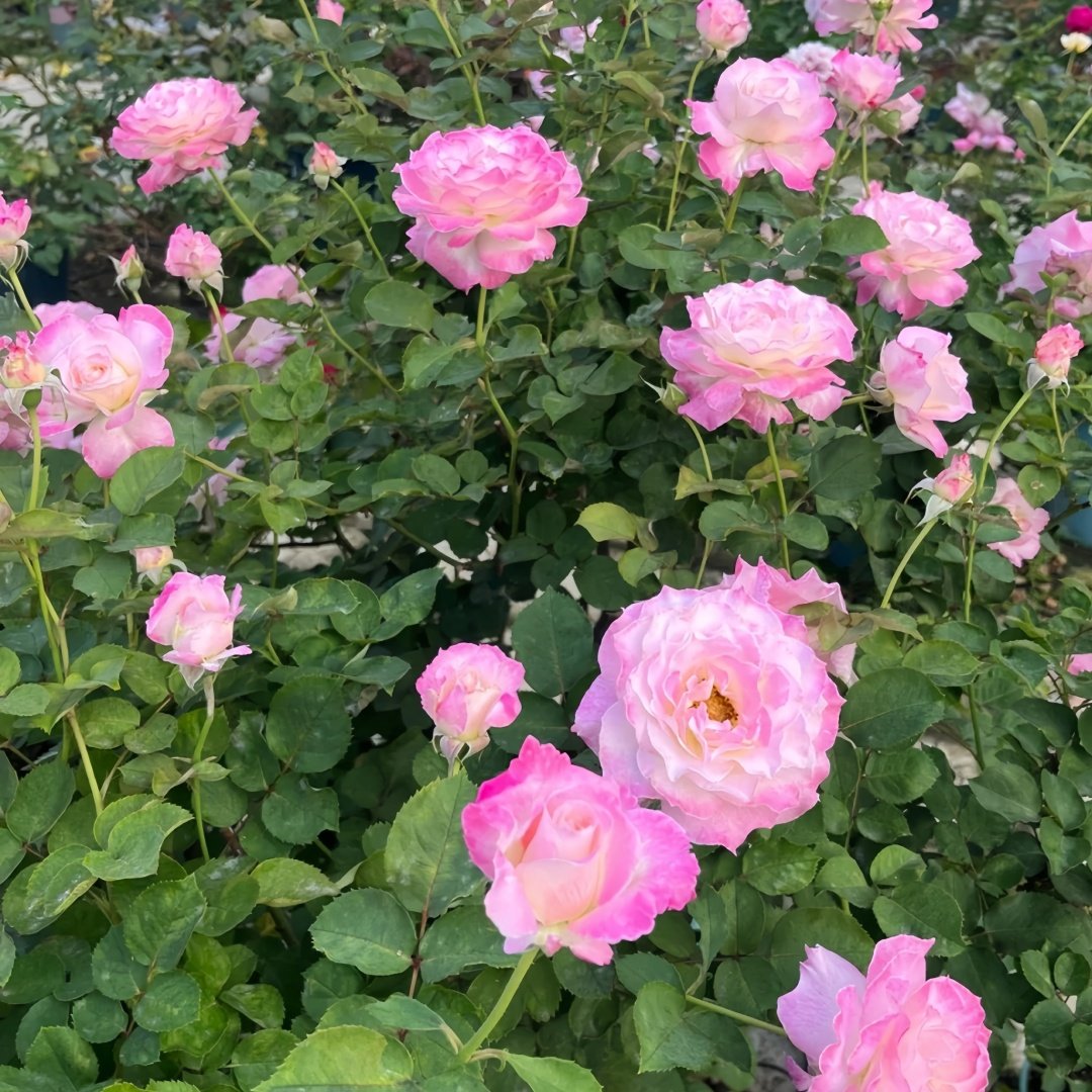 Seraphim Rose Plant｜六翼天使 image 9