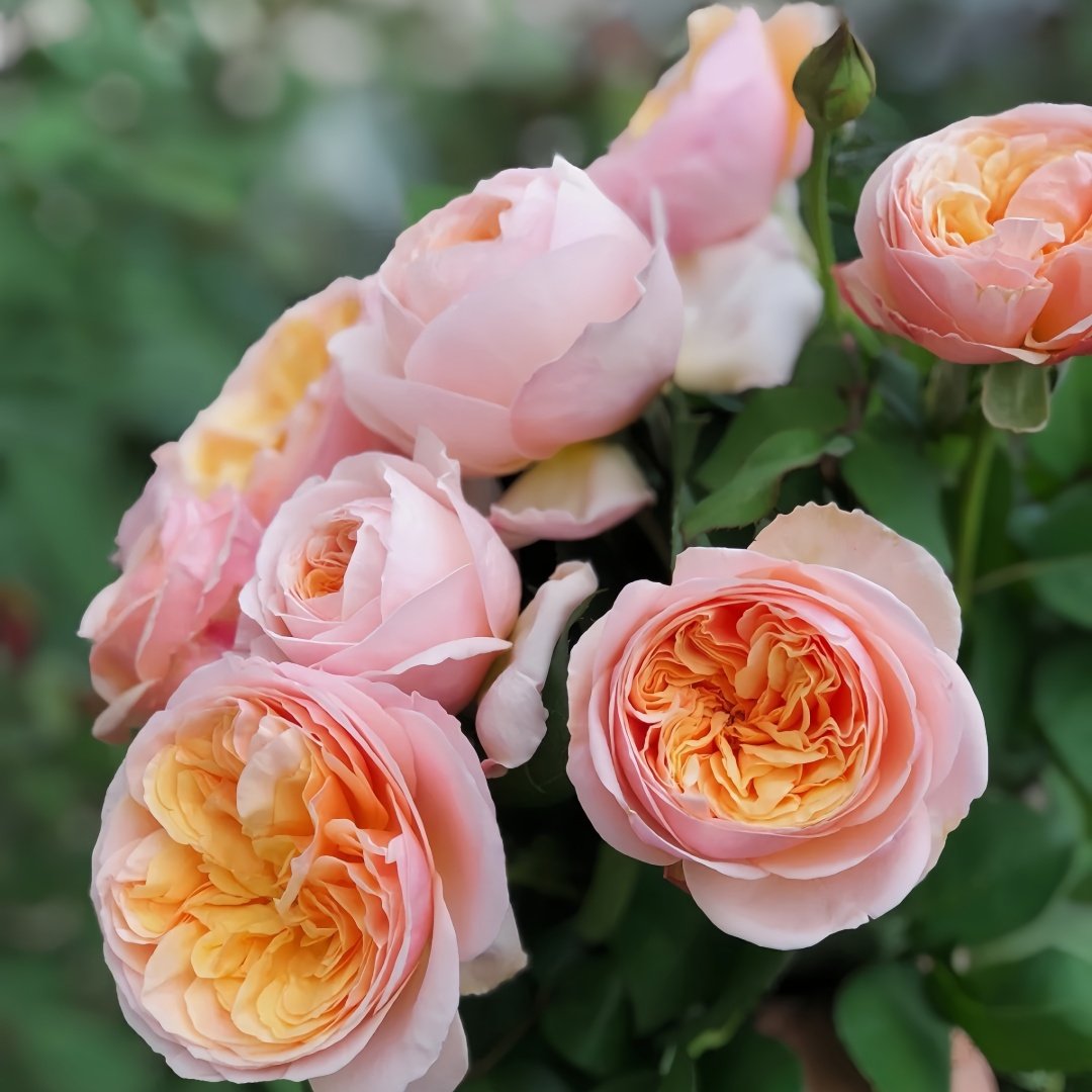 Juliet Rose Plant｜朱丽叶 image 9