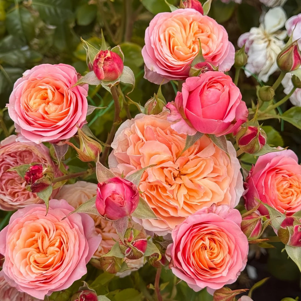 Victoria's secret Rose Plant|维多利亚的秘密 image 5