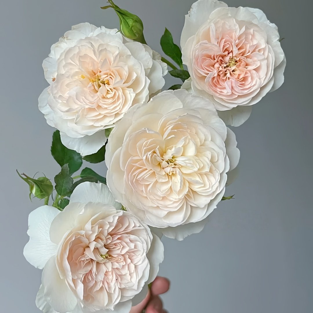 Queen of the Elves Rose Plant| 精灵女王 image 5