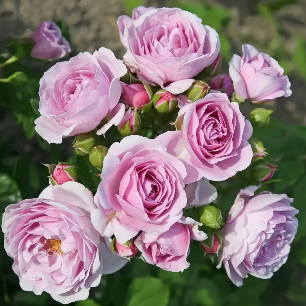Nautica Rose Plant|诺蒂卡/海洋之心 image 4