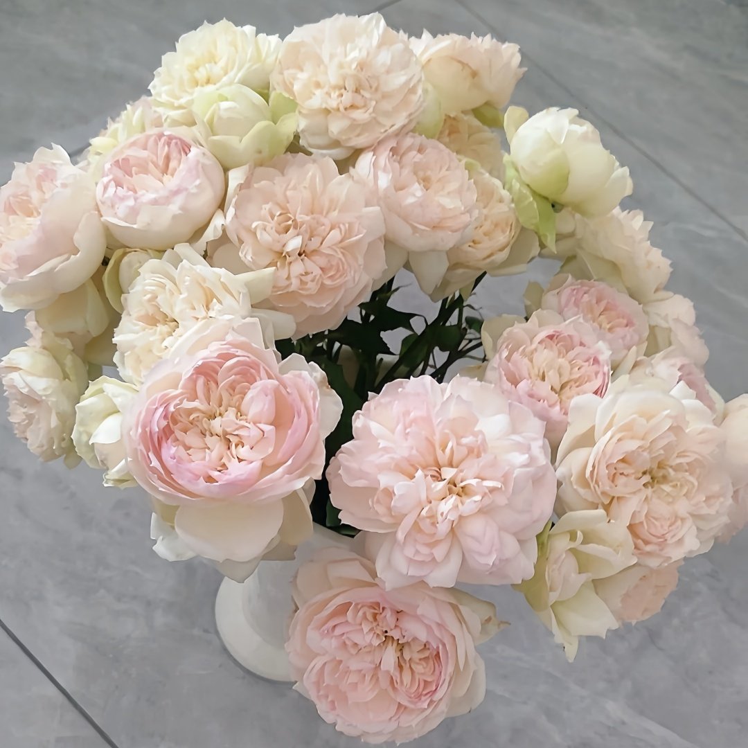 The Scientist Rose Plant|科学家 image 7