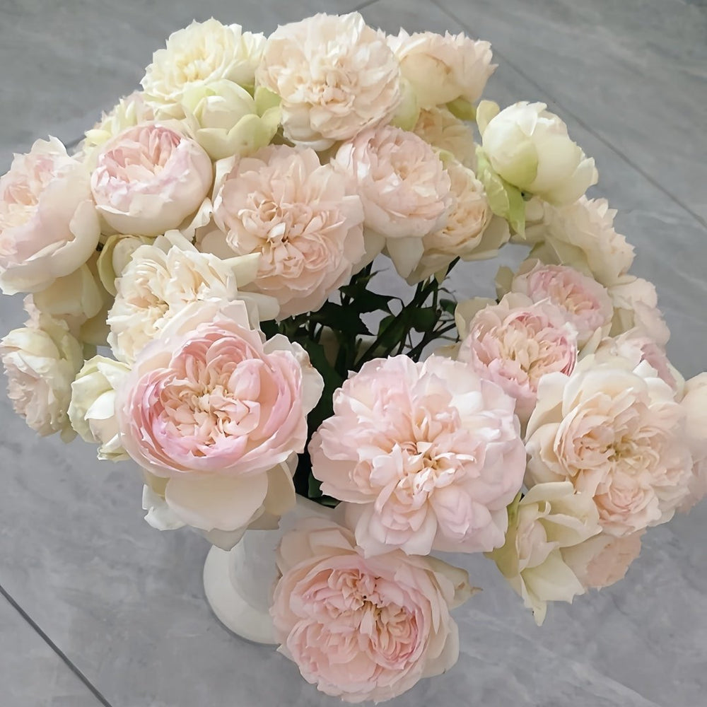 The Scientist Rose Plant|科学家 image 7