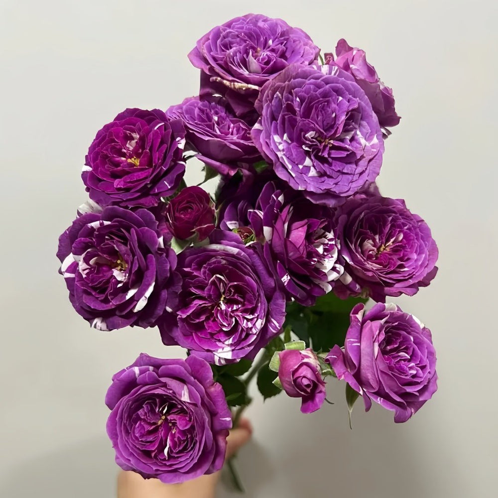 Scented Jewel Rose Plant|芬芳宝石 image 6