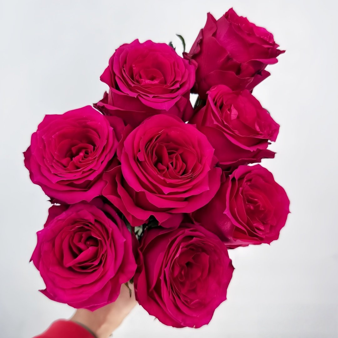 Good Vibes Rose Plant|好感觉/氛围感 image 8