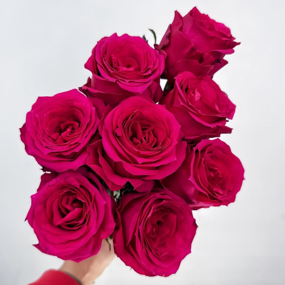 Good Vibes Rose Plant|好感觉/氛围感 image 8