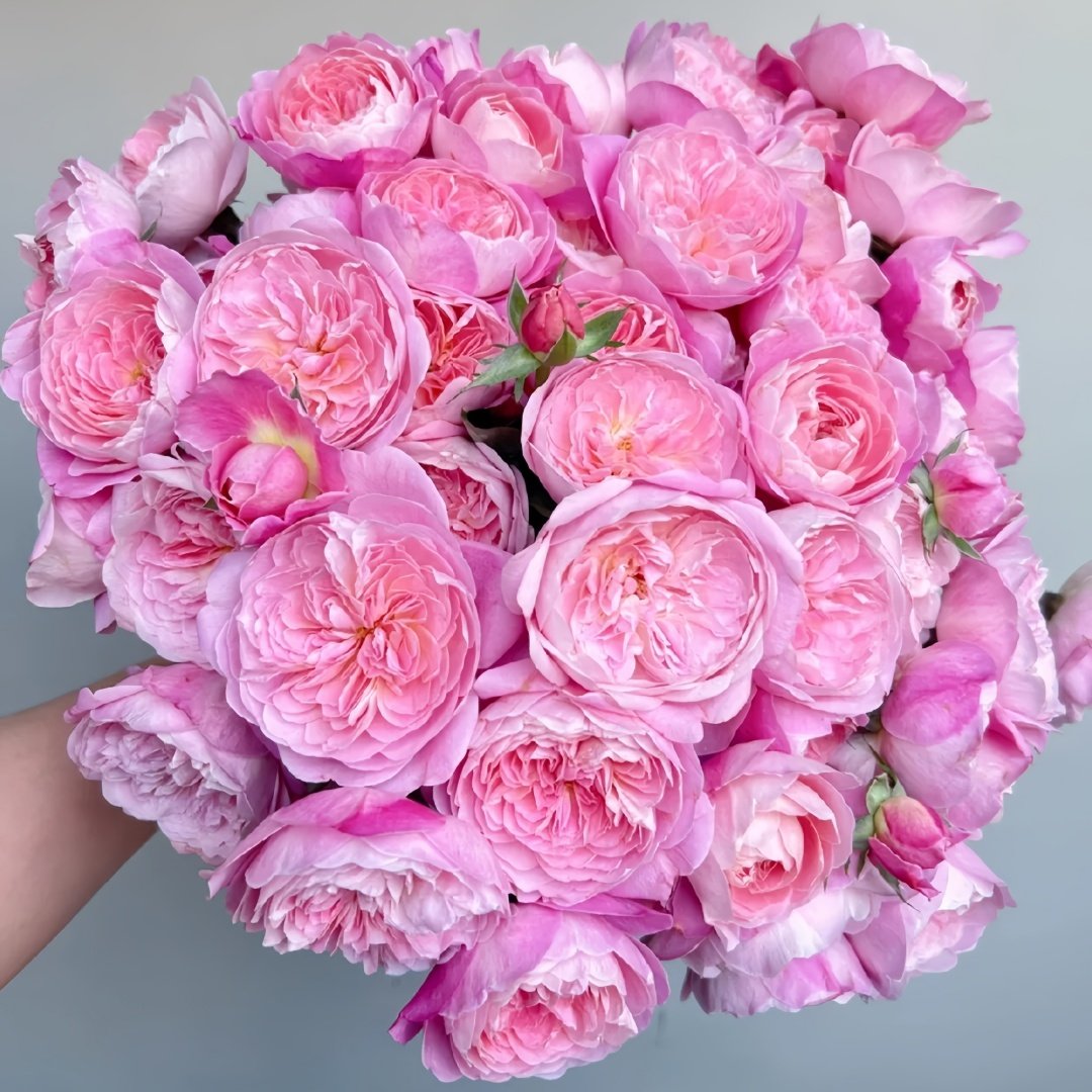Dream Light Rose Plant｜梦光环 image 0