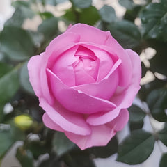 Miyako Rose Plant｜京/宫古 image 3