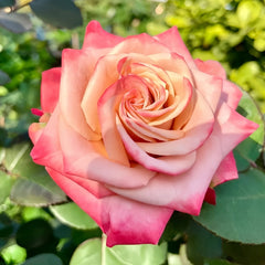 Cappuccino Rose Plant｜卡布奇诺 image 2
