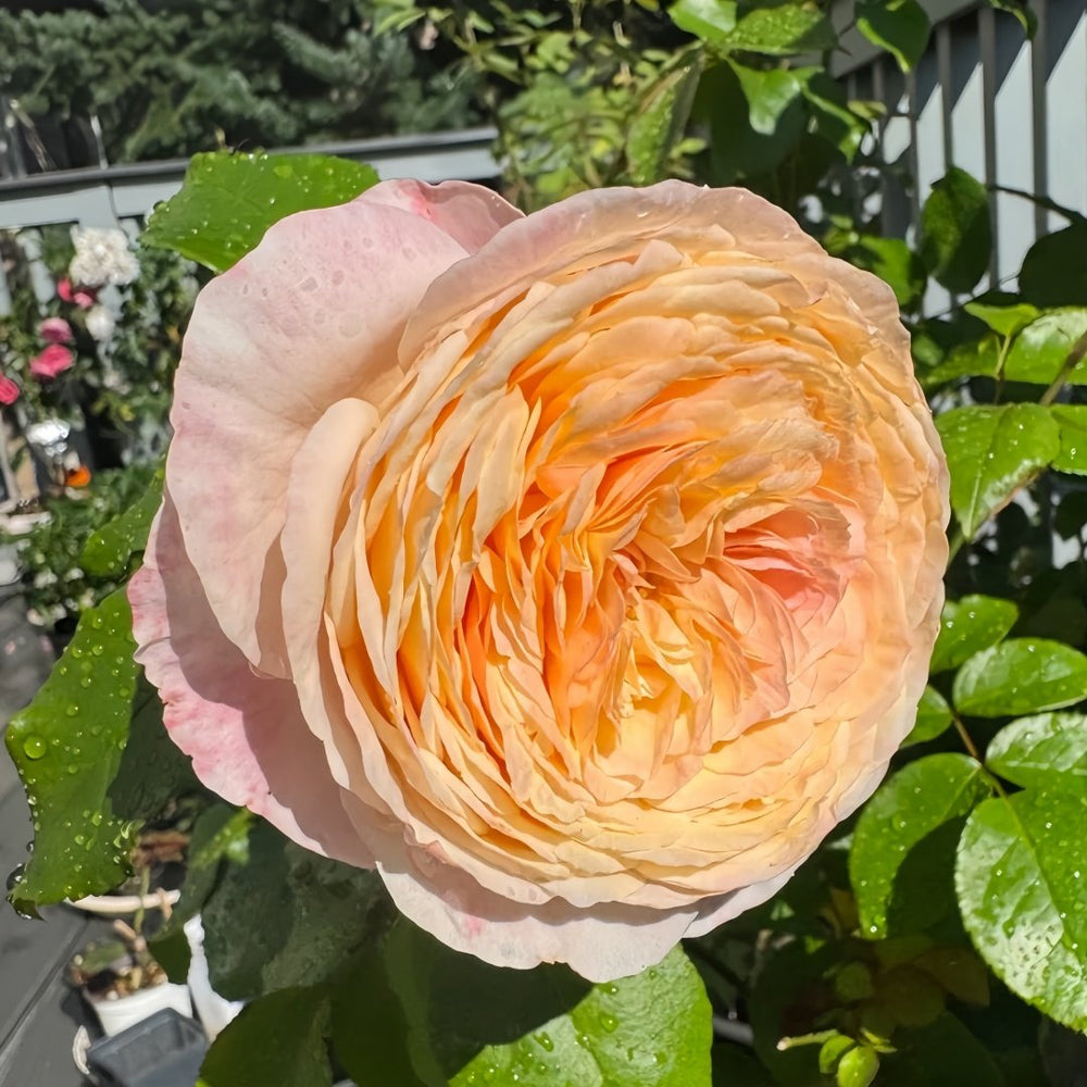 Domaine de Chantilly Rose Plant ｜玫瑰香橙 image 4