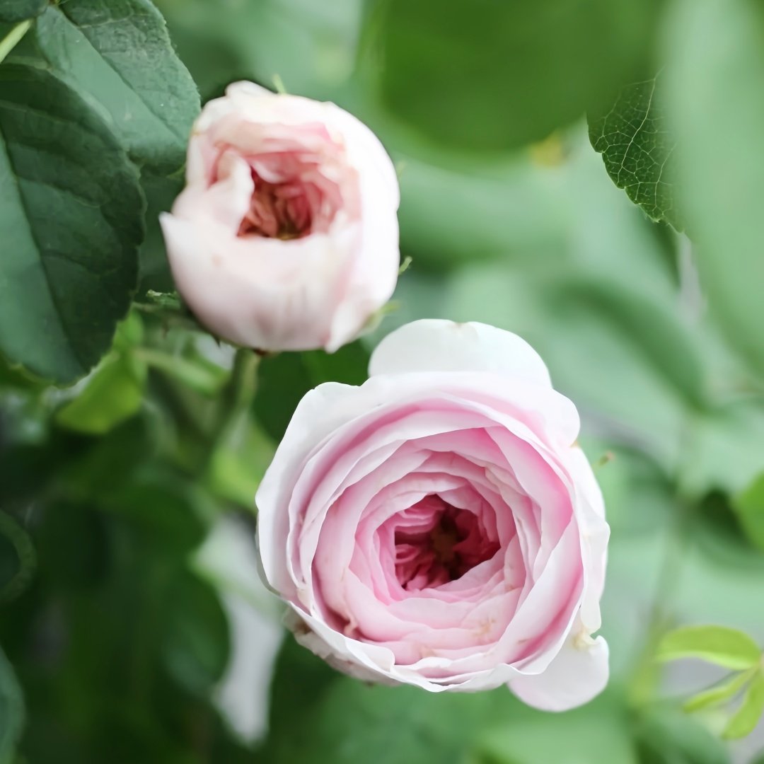 Duchesse de Montebello Rose Plant｜公爵夫人蒙特贝罗 image 3