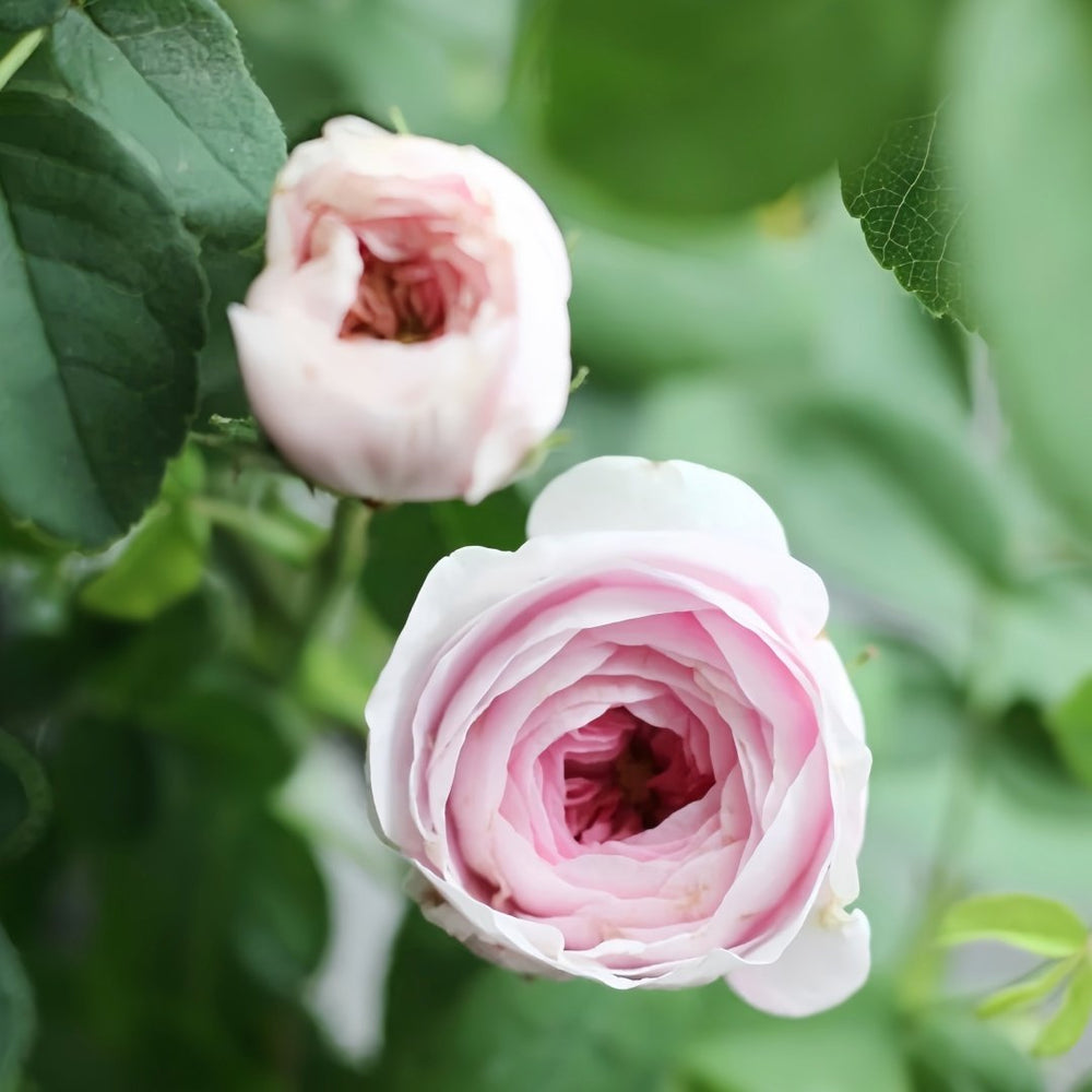 Duchesse de Montebello Rose Plant｜公爵夫人蒙特贝罗 image 3