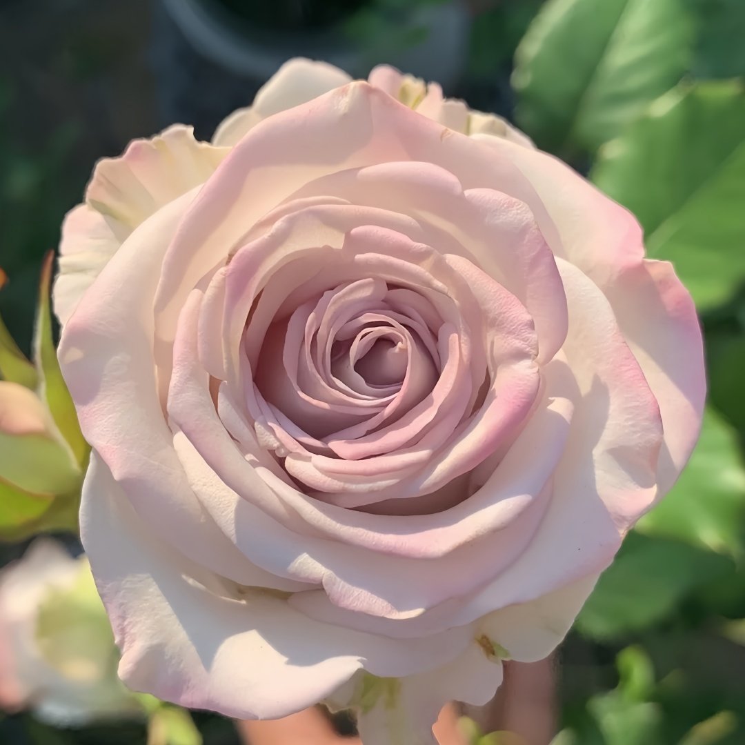 Nautica Rose Plant|诺蒂卡/海洋之心 image 2