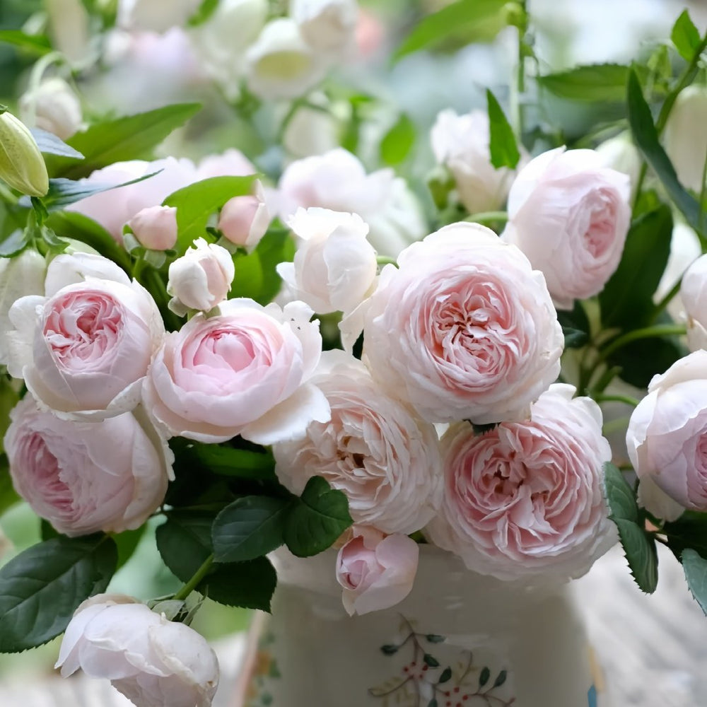 Geoff Hamilton Rose Plant｜杰夫汉密尔顿 image 5