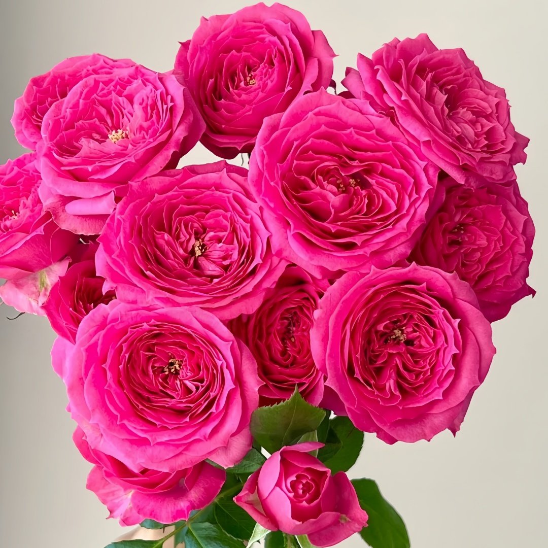 Baby Sophie Rose Plant｜苏菲宝贝 image 1