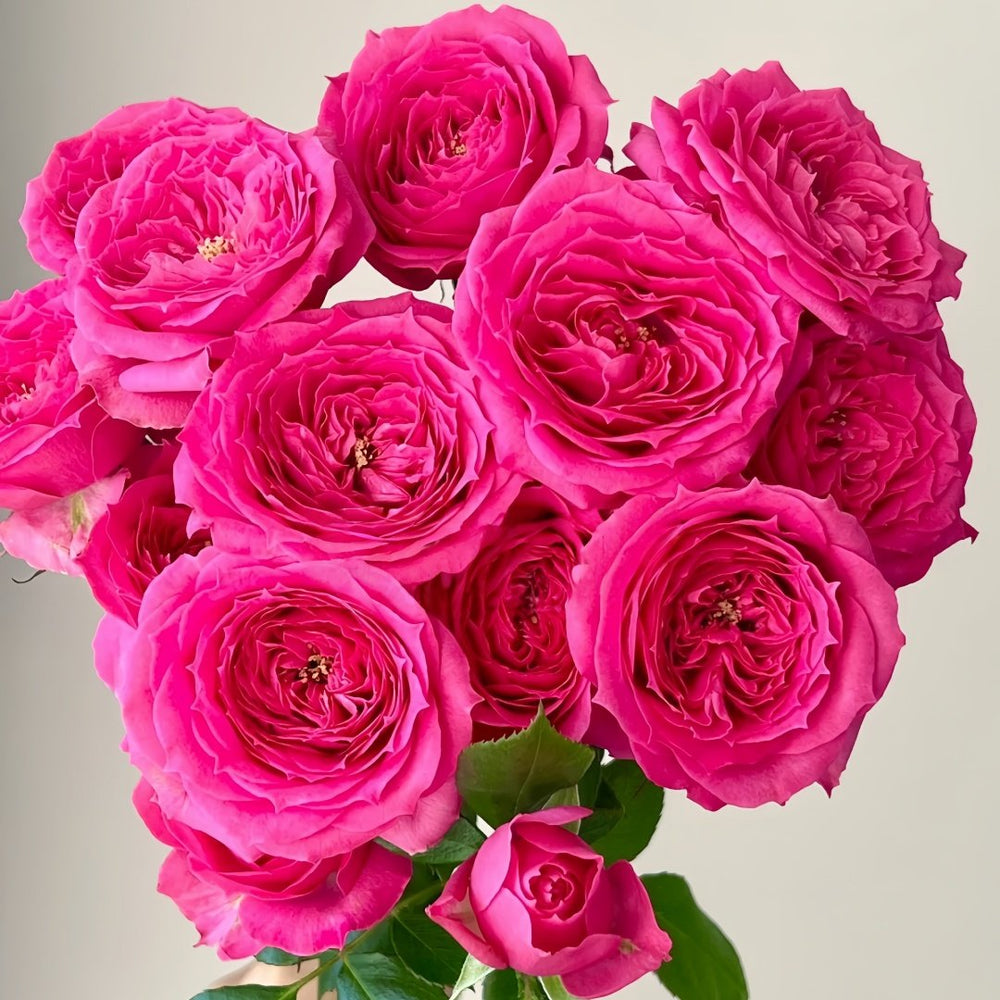 Baby Sophie Rose Plant｜苏菲宝贝 image 1