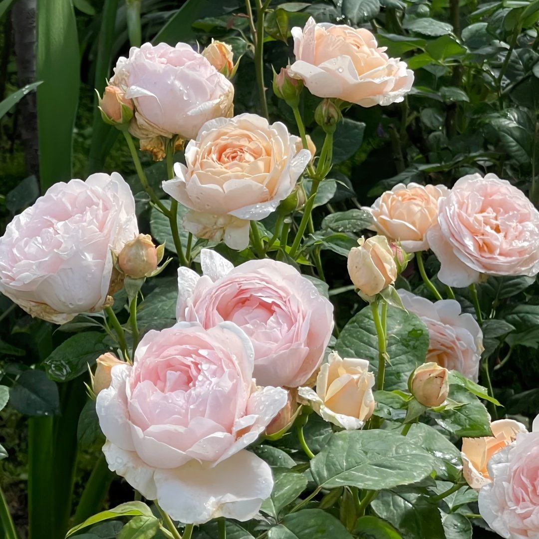 Ambridge Rose Plant|安布里奇 image 8