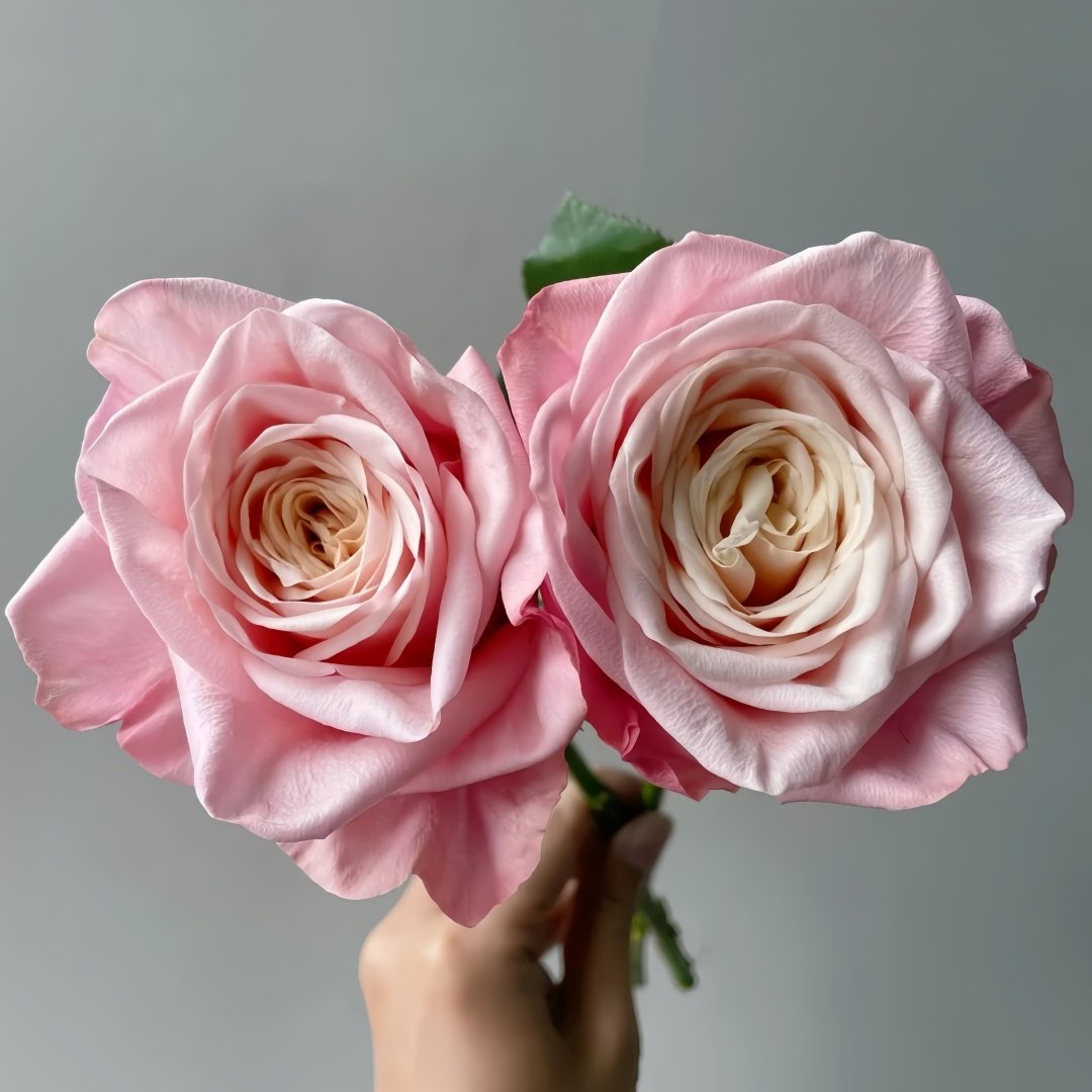 Supless Rose Plant｜甜蜜奶咖 image 5