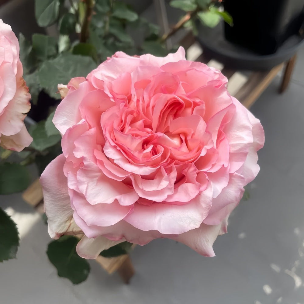 Butterfly Valley Rose Plant | 蝴蝶谷 image 2