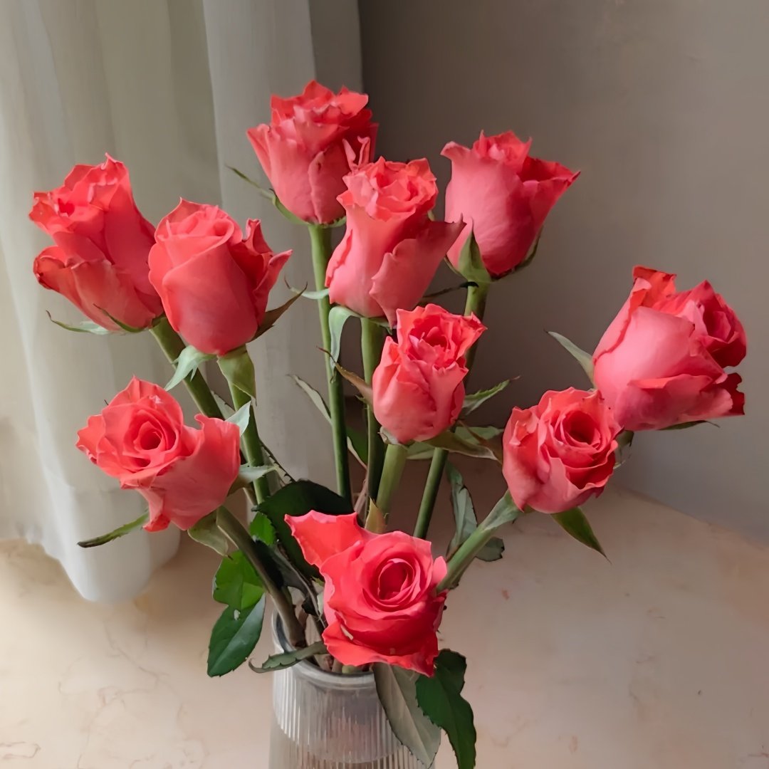 Yuhaitang Rose Plant｜玉海棠 image 5