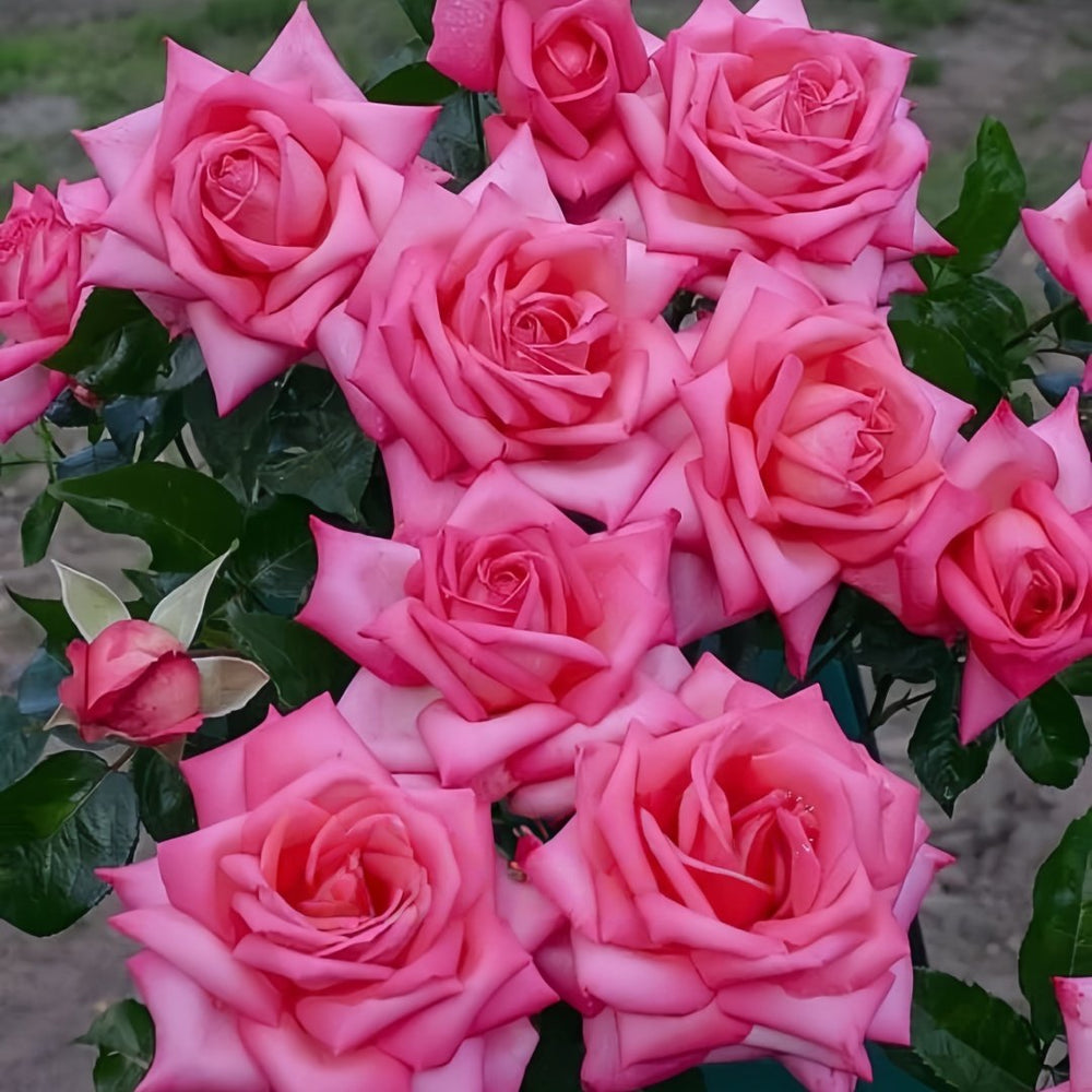Wedding Bels Rose Plant|婚礼的钟声 image 5