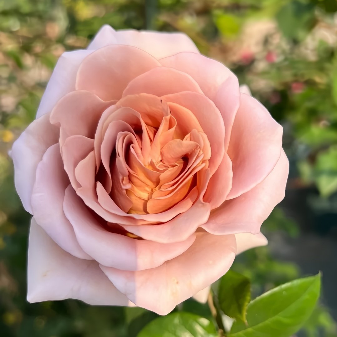 Latte Art Rose Plant|拿铁艺术 image 1
